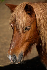 Portrait of brown pony head with thick blond mane and bangs covering eyes in outdoor environment  © Yana Slavova