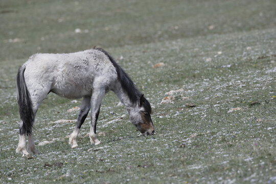 Wild horse grazing in Wyoming