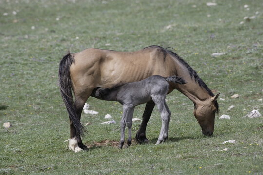Wild mare horse feeding a foal in Wyoming