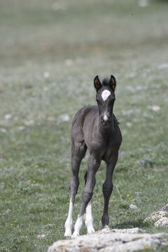 Wild horse foal in Wyoming