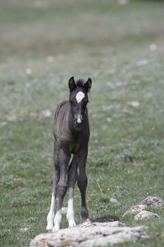 Wild horse foal in Wyoming