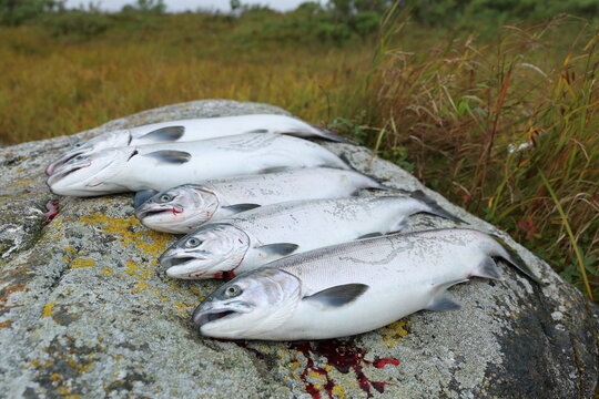 Fresh catch of Coho salmon fish on a successful fishing trip in Alaska