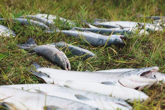 Fresh catch of Coho salmon fish on a successful fishing trip in Alaska