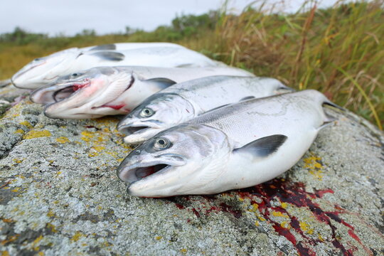 Fresh catch of Coho salmon fish on a successful fishing trip in Alaska