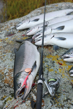 Fresh catch of Coho salmon fish on a successful fishing trip in Alaska