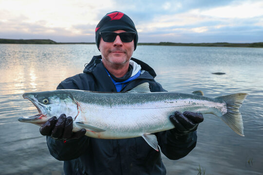 Man fishing for salmon the Egegik river in Alaska. The fighting fish is fun to catch. 