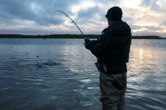 Man fishing for salmon the Egegik river in Alaska. The fighting fish is fun to catch. 