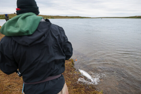 Man fishing for salmon the Egegik river in Alaska. The fighting fish is fun to catch. 