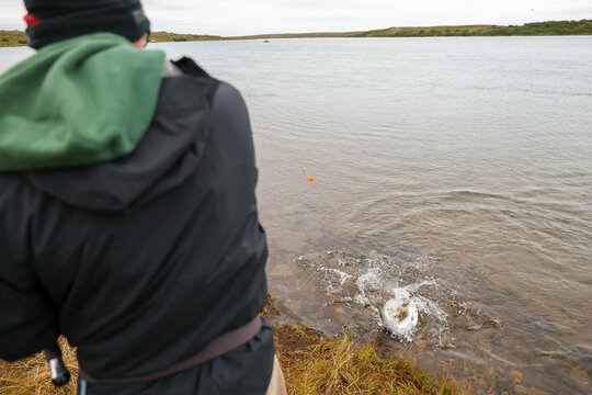 Man fishing for salmon the Egegik river in Alaska. The fighting fish is fun to catch. 