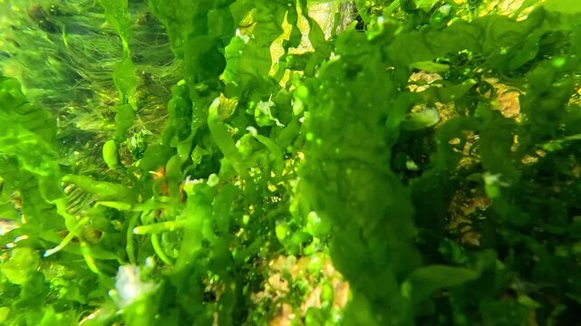 Green macroalgae of the genus Ulva (Ulva intestinalis or Ulva lactuca) growing in the coastal ecosystem of the Black Sea.