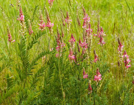 Onobrychis viciifolia - Sainfoin, forage plant with inflorescences in dense clusters of pink and red flowers on erect spikes with pinnate green foliage cultivated in a green field