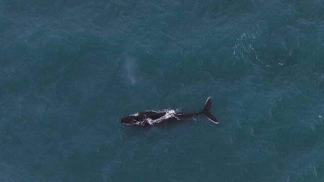 Aerial view captures a humpback whale blowing a spout of mist and lifting its tail fluke to dive deep into the open ocean waters near Husavik in Iceland.