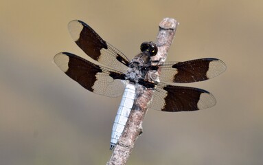 dragonfly on a branch © Texas Photographer