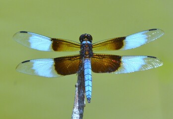 common blue dragonfly © Texas Photographer