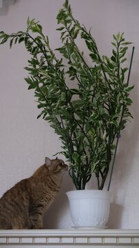 Playful cat is biting leaves of a Lush Pedilanthus tithymaloides  plant. Naughty feline&rsquo;s mischievous behavior shows what happens when a cat is home alone. Pet behavior, houseplants,  playful animals
