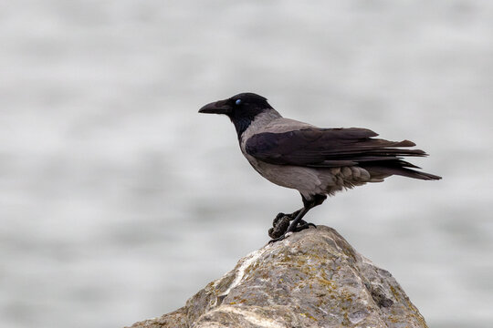 Juvenile hooded crow on a rock