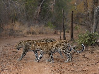 leopard and cub  © Hanna