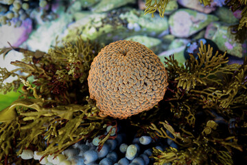 A wandering sea anemone (Phlyctenactis tuberculosa) displaying its distinctive rounded, bubble-like vesicles among seaweed and rocky reef habitat at Princess Bay, Taputeranga Marine Reserve © Camilla