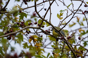 Great tit perched among autumn hawthorn branches © Piotr