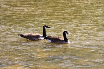 A pair of Canada geese swimming on a river in autumn © fluffypw88