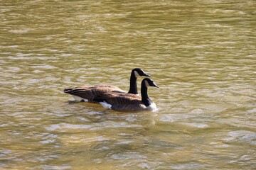 A pair of Canada geese swimming on a river in autumn © fluffypw88