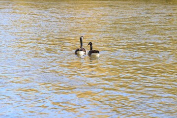 A pair of Canada geese swimming on a river in autumn © fluffypw88