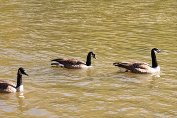 Canada geese swimming on a river in autumn © fluffypw88