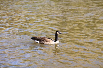 Canada goose swimming on a river in autumn © fluffypw88