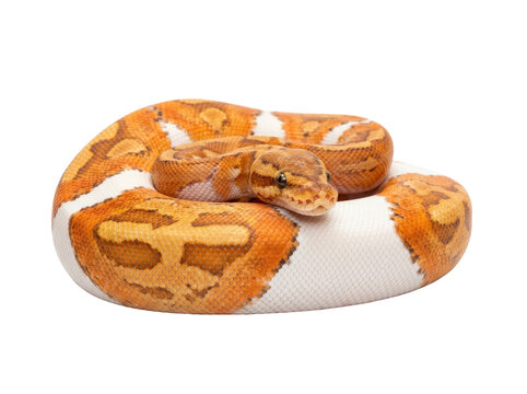 Burmese python coiled resting on transparent background with orange white patterned scales detailed texture.
