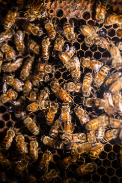 Honeybees working on comb frame with queen bee at center in hive