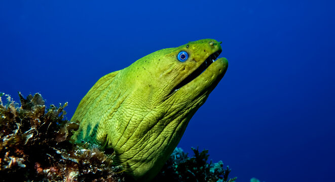 Bright green moray eel peeking from coral reef under clear blue ocean