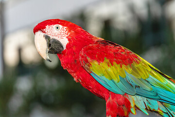 Colorful parrot eating traditional Turkish bagel simit.  © Selcuk