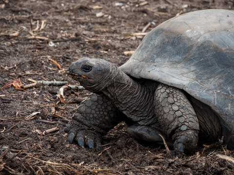A giant aldabra tortoise, endemic of the Seychelles Islands