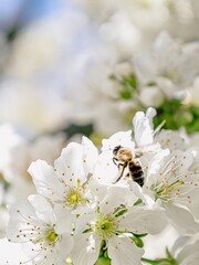 Bees among the cherry blossoms © ChuYuan Photography