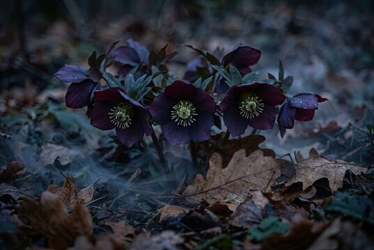 Hellebore flowers bloom amidst decaying autumn leaves in a dark, misty woodland environment during twilight.
