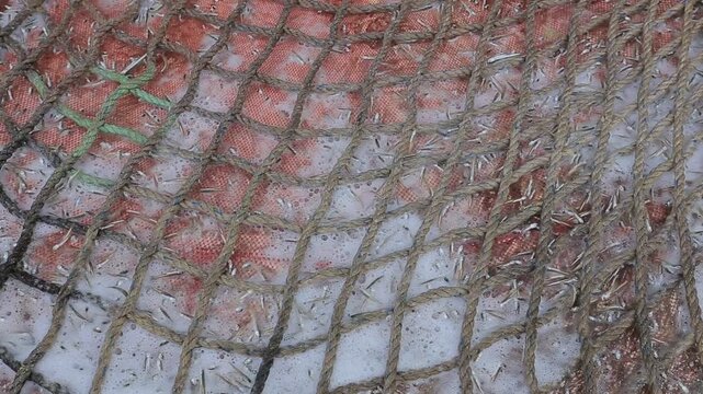 Fishing net filled with small fish in Sri Lanka