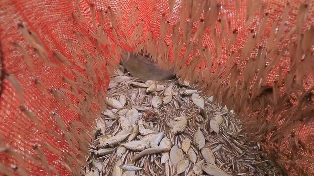 Lots of fish caught in a net in Sri Lanka