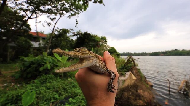 Man holding a small baby crocodile near a river in Sri Lanka