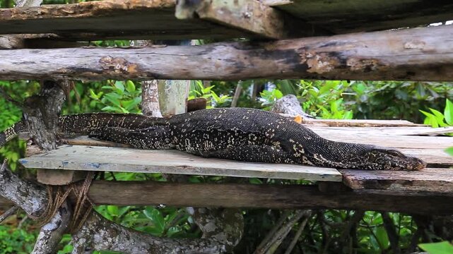 Large water monitor lizard resting in Sri Lanka