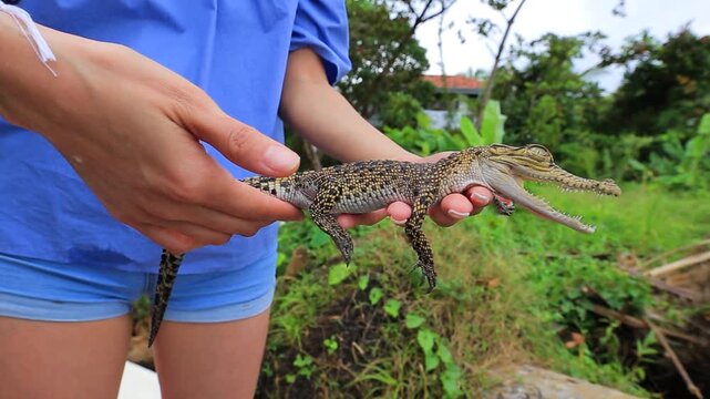 Woman holding a small baby crocodile in Sri Lanka