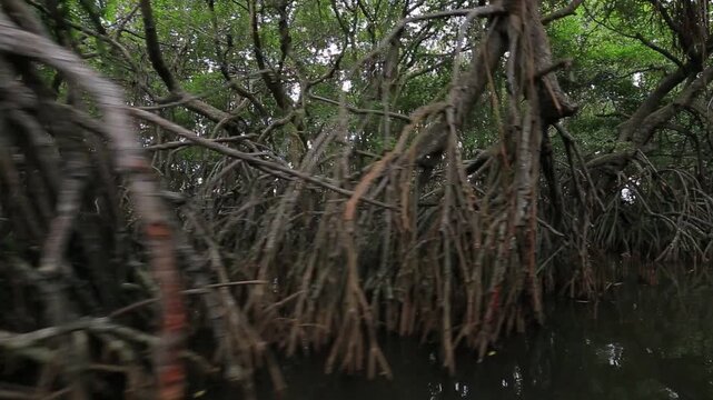 Moving through a dense mangrove forest in Sri Lanka