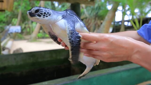 Woman holding a sea turtle in Sri Lanka