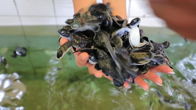 Hands holding a pile of newborn baby sea turtles
