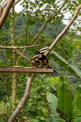 Tucan of Ecuador  © Paula Flores