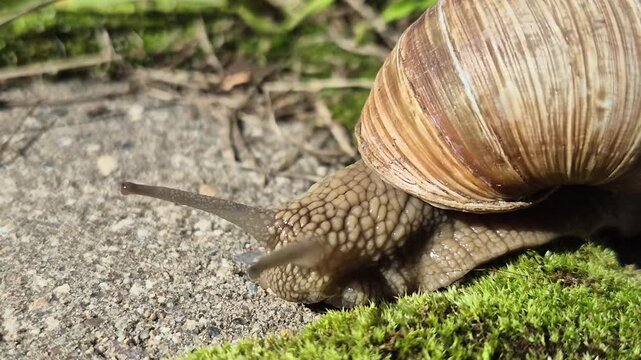 Curious snail advances gradually along stone walkway border beside green moss. Sluggish creature carries spiral shell carefully, stretching sensory tentacles into warm sunlight.