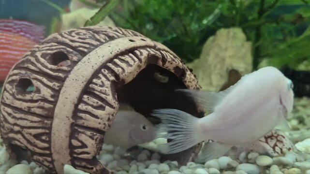 Small white cichlids explore ceramic shelter inside freshwater aquarium tank, displaying curious behavior. Fish swim gracefully near gravel bed surrounded by green aquatic flora.