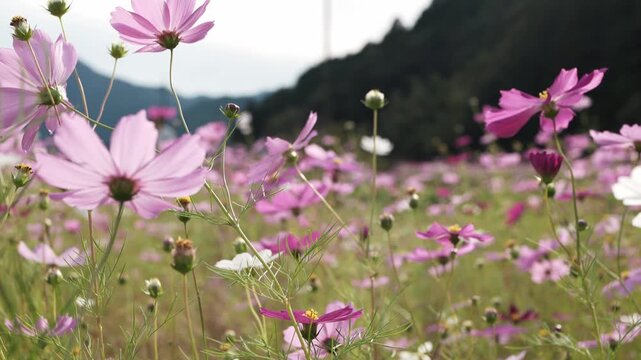 ピンクと白の花が咲く秋のコスモス畑