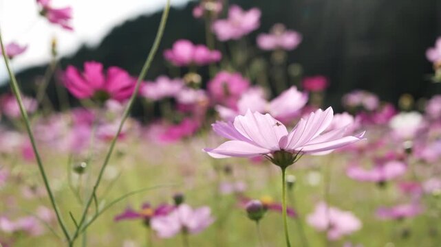 ピンクと白の花が咲く秋のコスモス畑