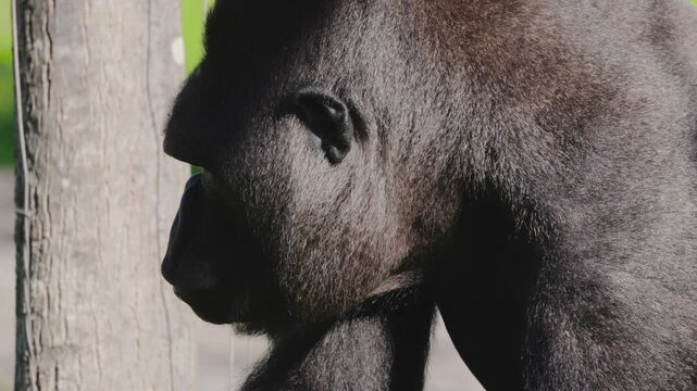 Gorilla rests with one hand near its mouth in a close view at a zoo