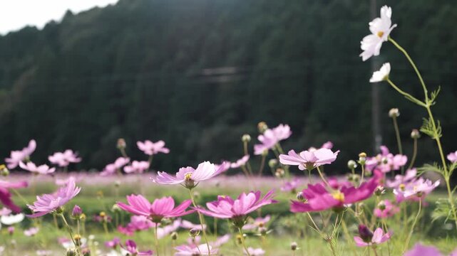 スローモーション映像で見る秋桜の花畑
